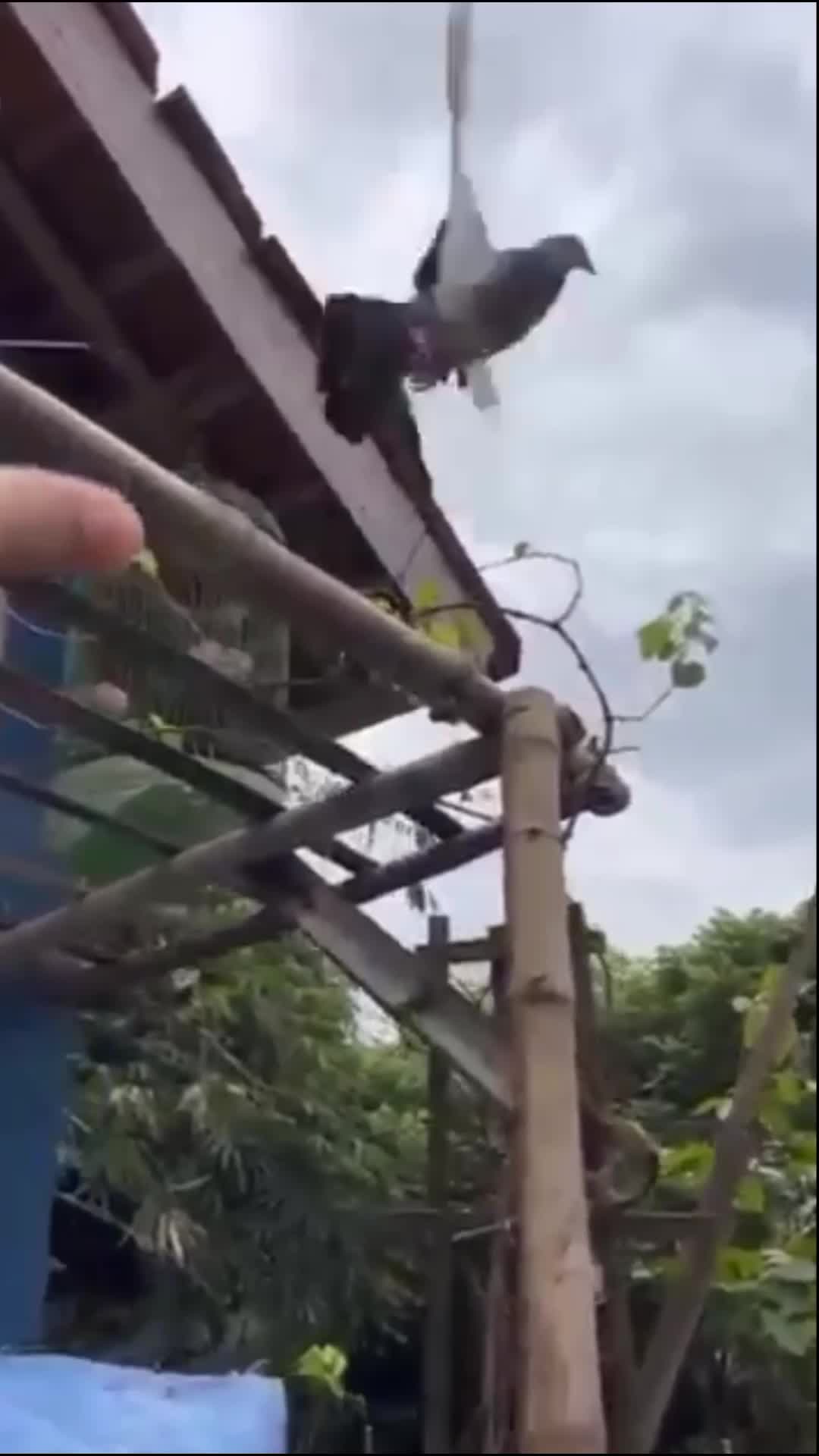 tangkap burung yuk
