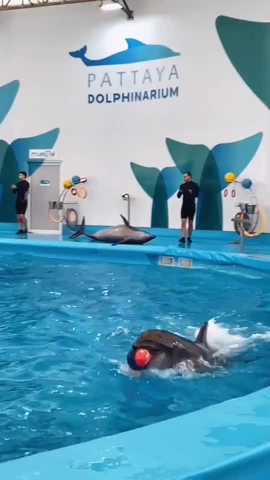 Dolphins playing balls 🏀 🐬#pattayadolphinarium #pattaya #pattayacity #thailandtravel #lovethailand