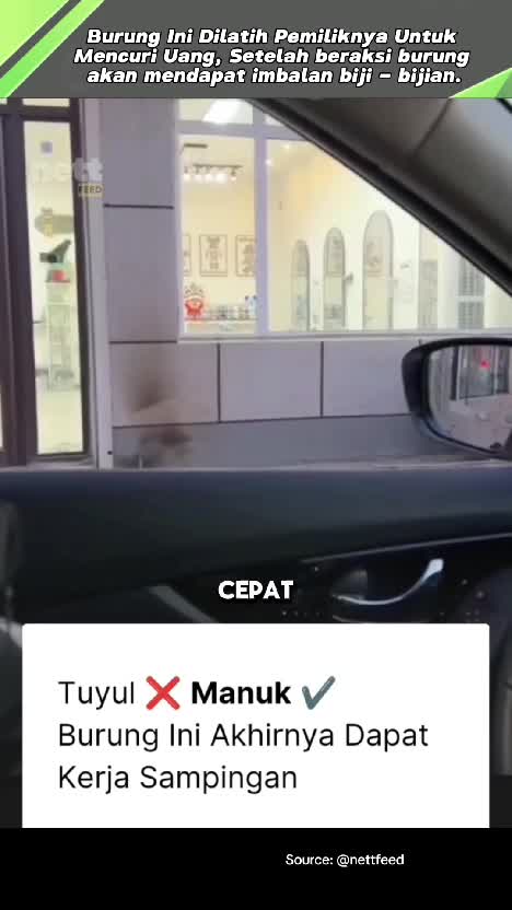 burung ini dilatih pemiliknya untuk mencuri uang. #RCTIPlus  #videoviral  #faktaviral  #up