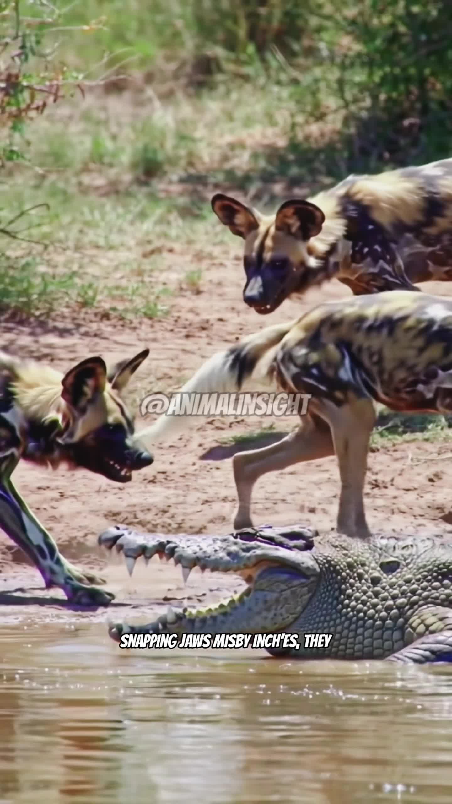 BUAYA VS ANJING LIAR #wildlife #FantasyWildlife  #animalinsight 