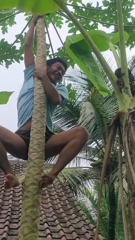 maling pepaya #videolucu  #lucu  #komedi 