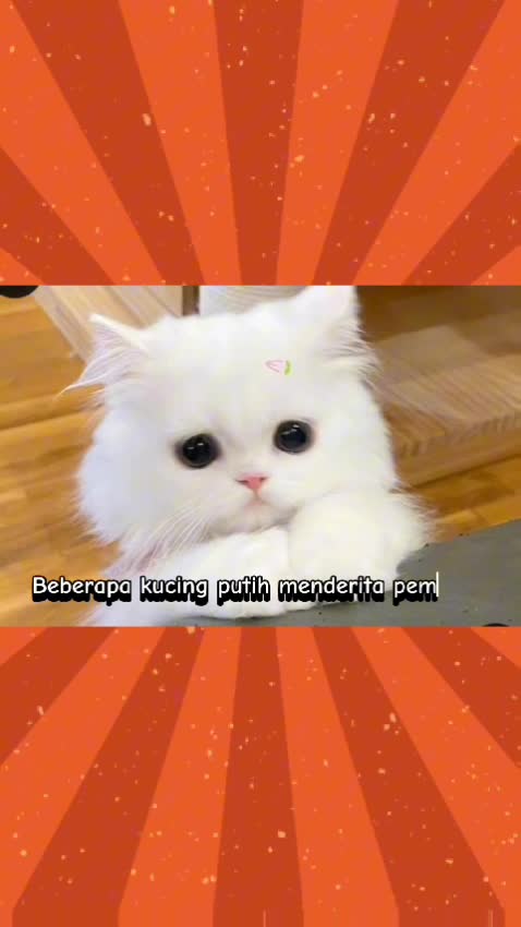 Kucing Jenis Bulu Putih