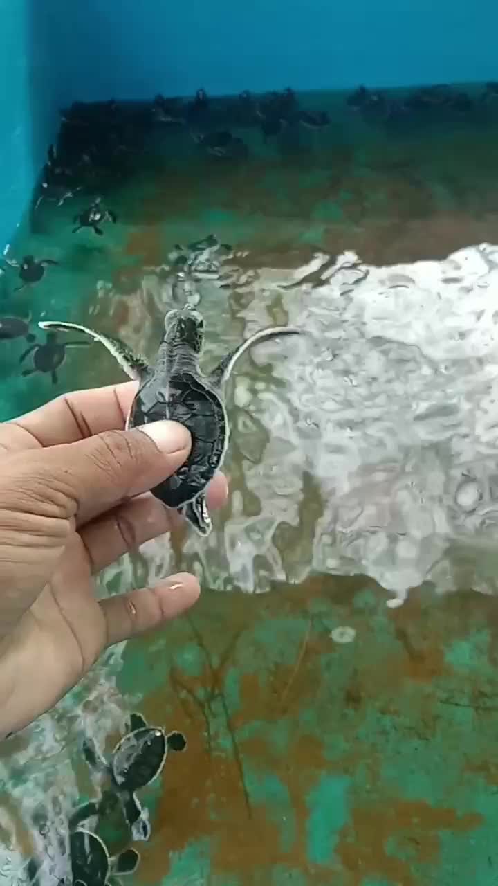 Penangkaran penyu di tanjung api dusun Kampak, Kalbar.