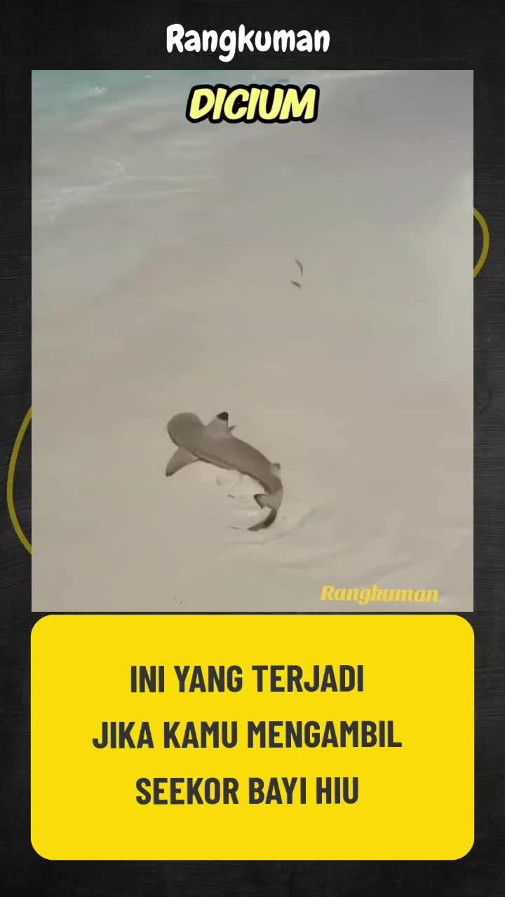 BEGINI JADINYA, JIKA KALIAN MENANGKAP SEEKOR BAYI HIU !  #faktadunia #rangkuman #seputardunia #infodunia 