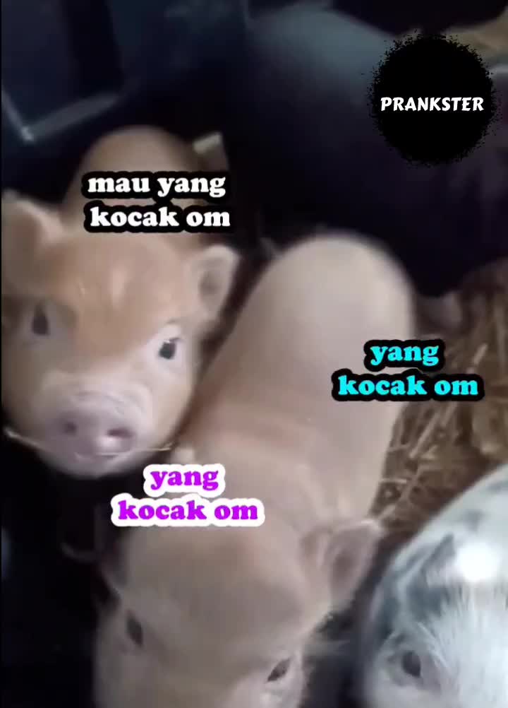 #345 Anjay

#videolucu #prank 