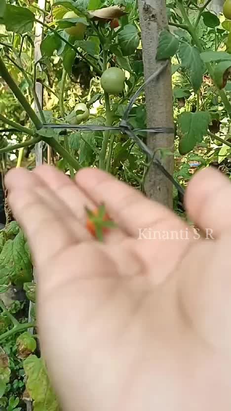 Self healing IRT yg kebagian rezeky tinggal di desa. Menikmati sore dgn petik tomat hasil kebun. Panen setiap hari 🥰

#berkebun
#bercocoktan