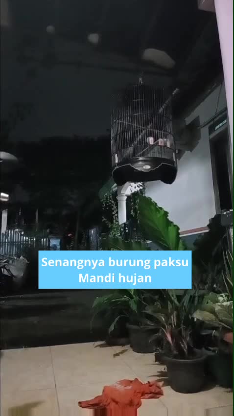 senangnya burung paksu mandi hujan

#kicaumania #muraibatu #Bogor 