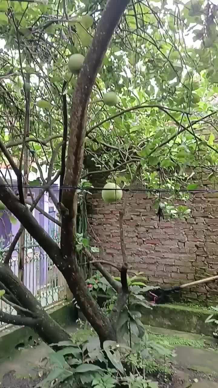 buah nya lebat dan gede gede lagi  #short  #HOTrctiplus  #RCTIPlus  #fyp 