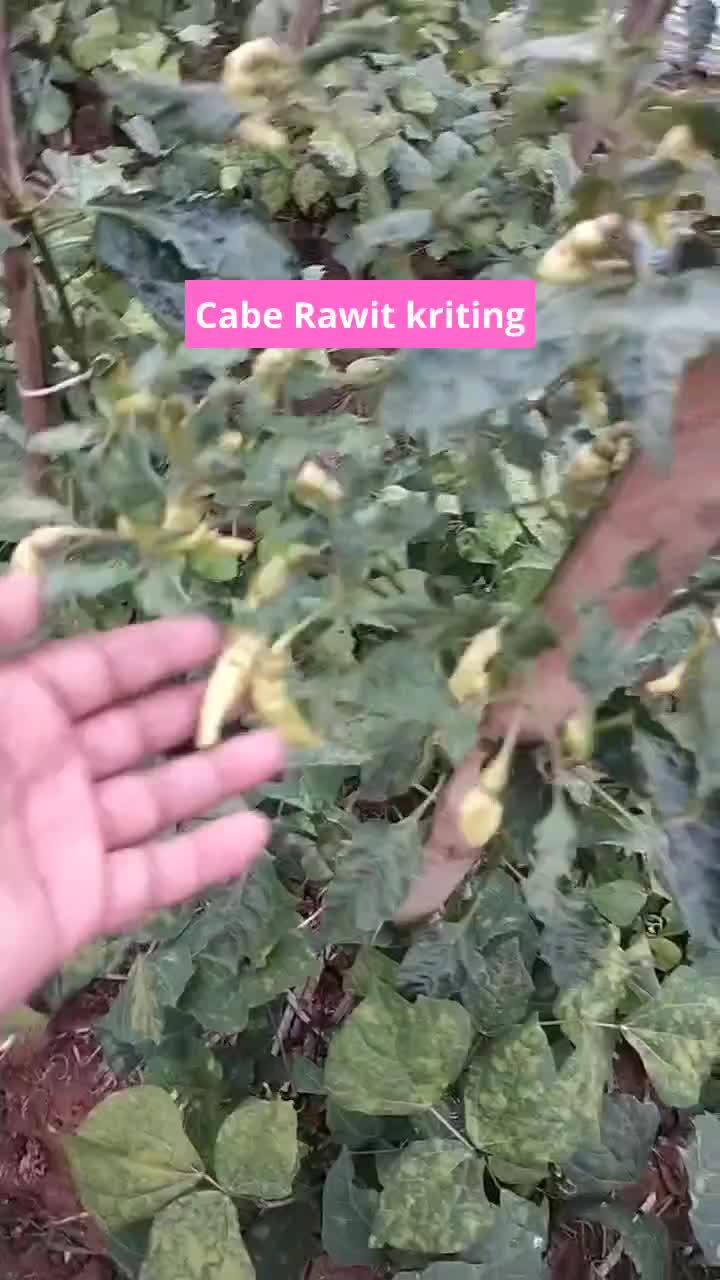 Cabe Rawit kriting g #petanicabe