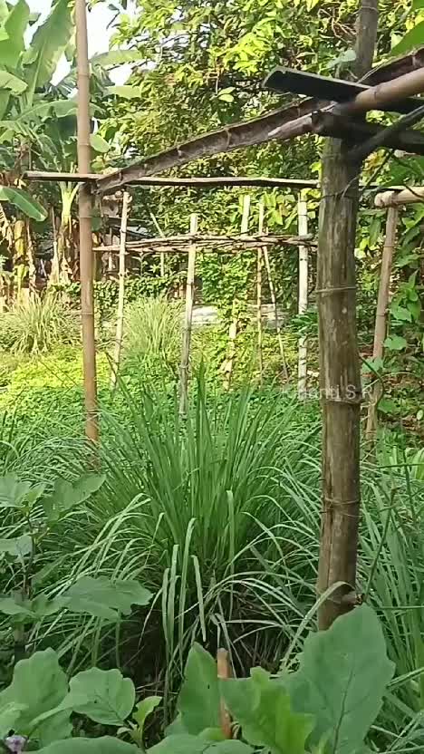 Panen sayuran lagi dr halaman rumah desa. Petik labu air, terong, tomat, dan cabe polibek. Semua organik bestiii #shorts #Berkebun #hobiberk