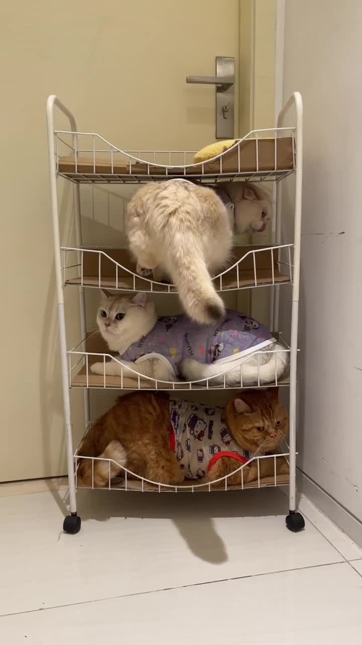 Rumah kucing.  #kucing  #rumahkucing  #kandangkucing 