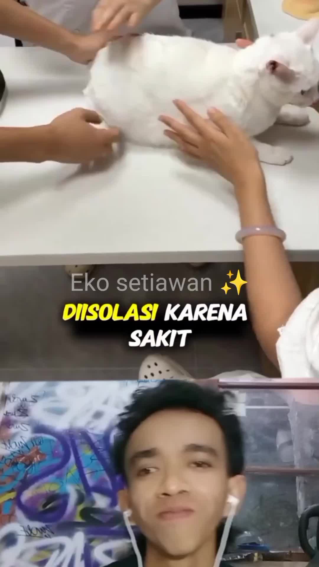 kucing dan hewan ini jadi sahabat yang saling sayang ???