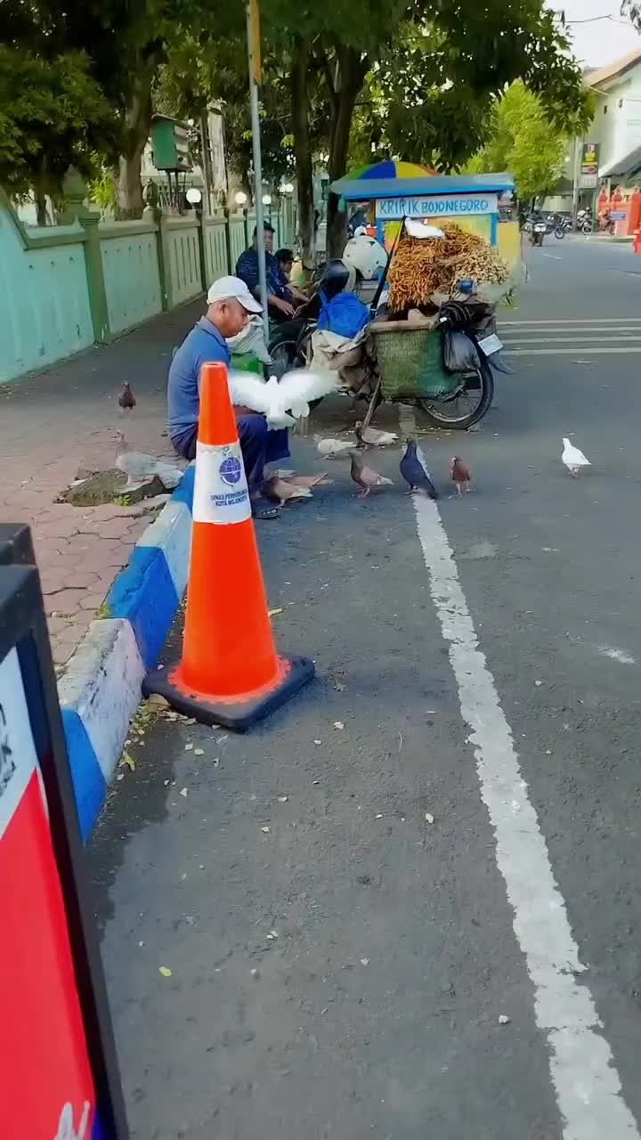  penjual jagung yg dihampiri burung merpati  #Viral  #fyp 