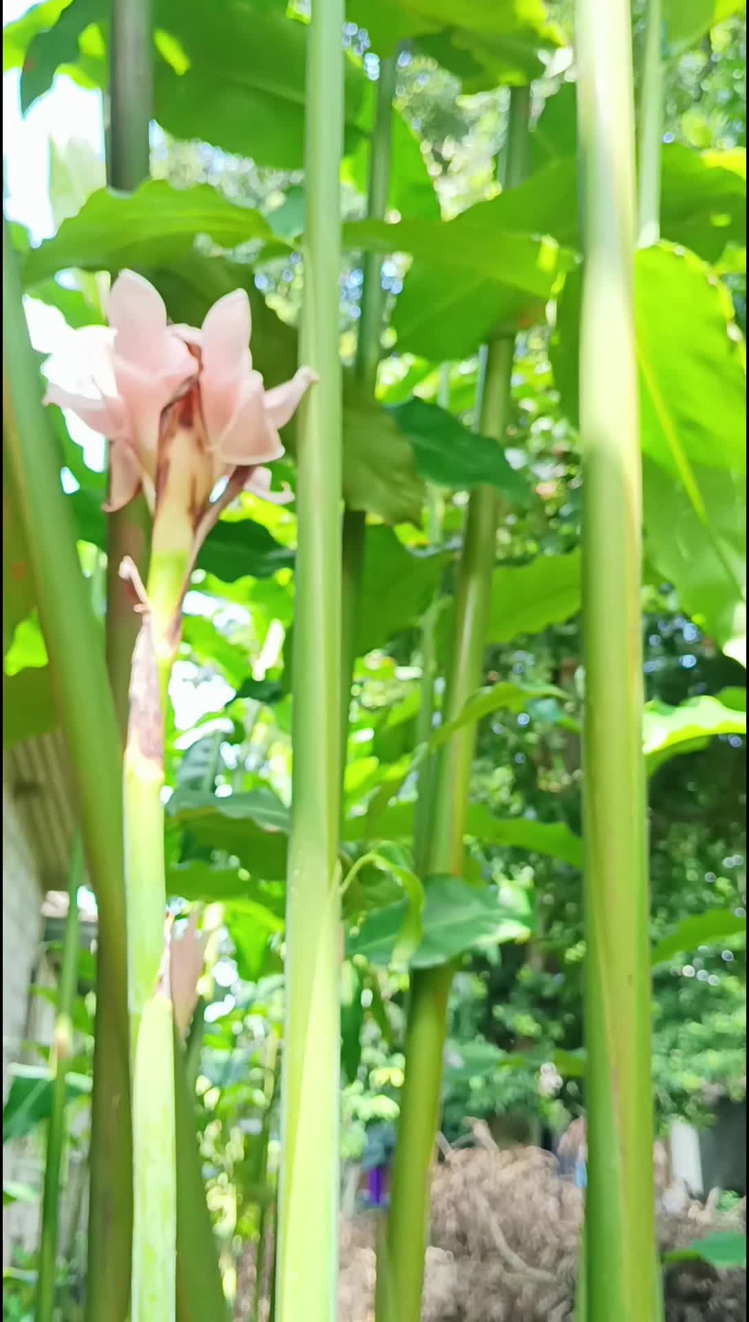edukasi untuk mengenalkan tanaman di sekitar kita,ini adalah tumbuhan kecombrang,
 #edukasi
 #tumbihan
 #alam
 #kecombrang
