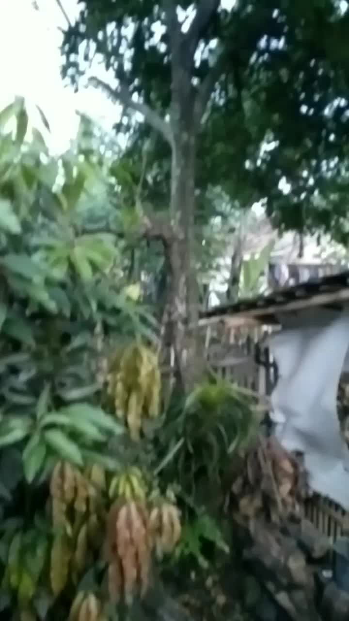 suasana pagi hari ni bro
 #short  #RCTIPlus  #HOTrctiplus 