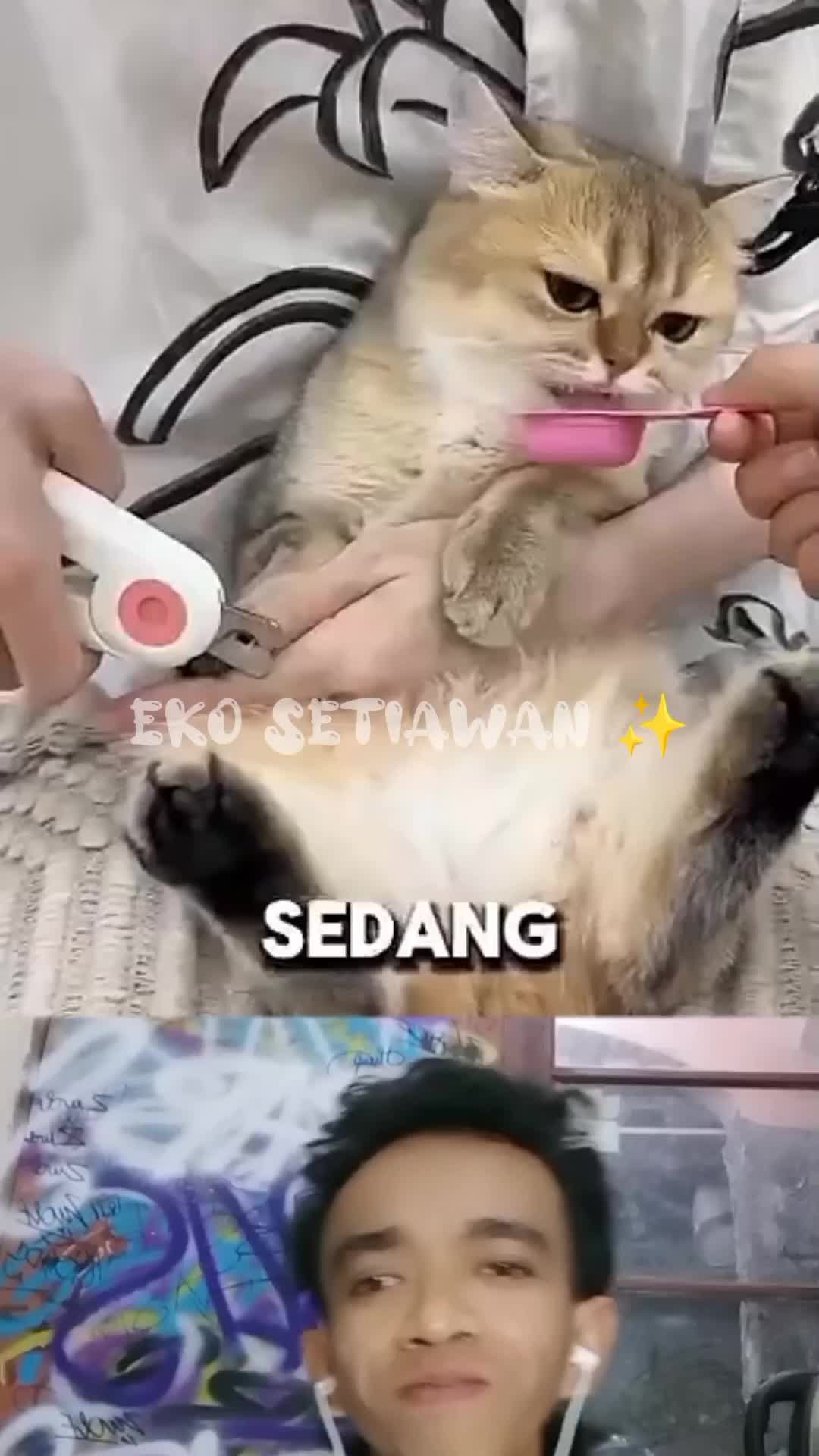 awalnya kucing ini malas dan tidak mau di potong kukunya namun akhirnya terbiasa dan tidak mala?