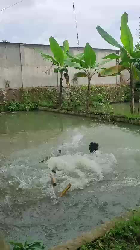 tertipu
 #videolucu  #lucu 