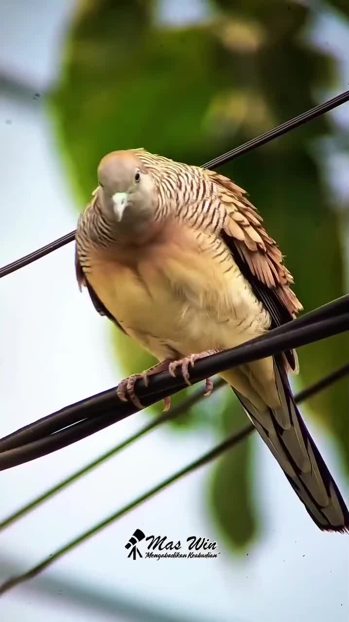 oh begini cara burung ganti kulit  #burungkicau  #perangkap burung  #animals  #animal  #hewan 