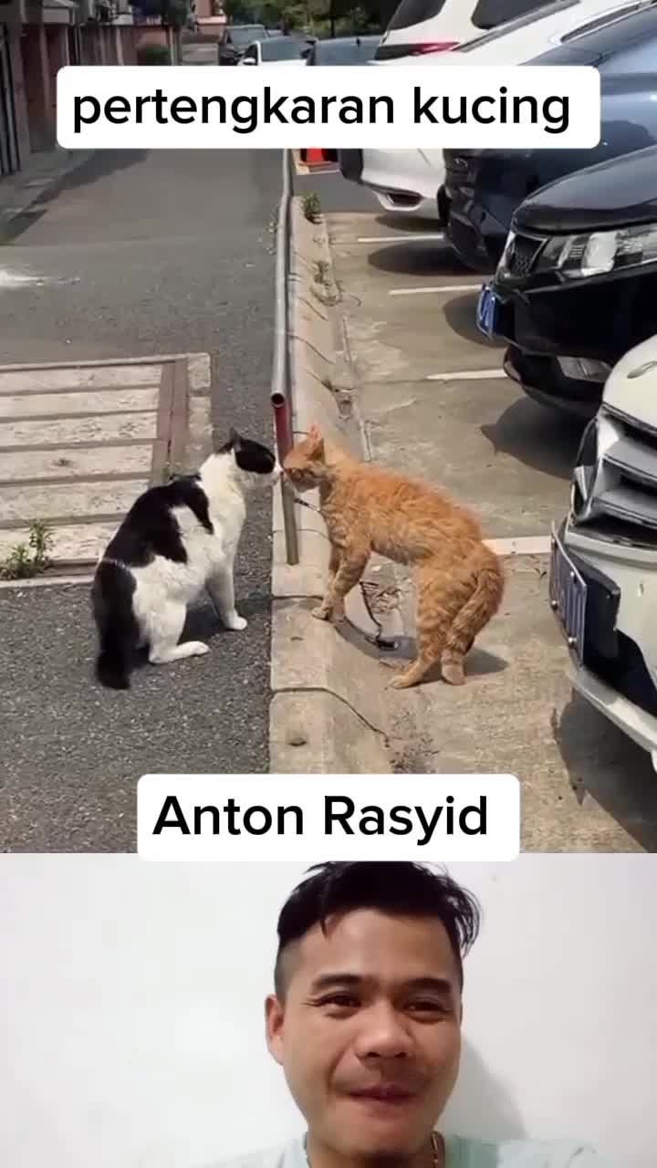 pertengkaran kucing #Viral #fypシ゚viral 