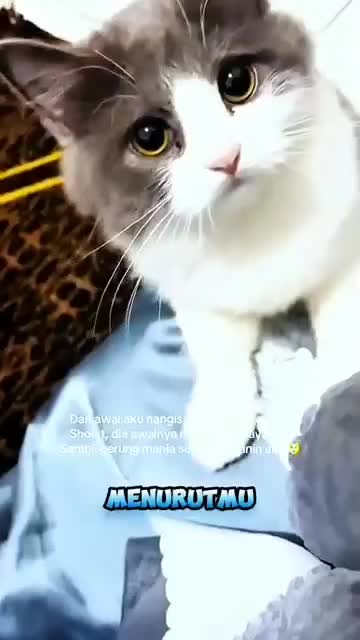 kucing ini khawatir babunya nangis #cat