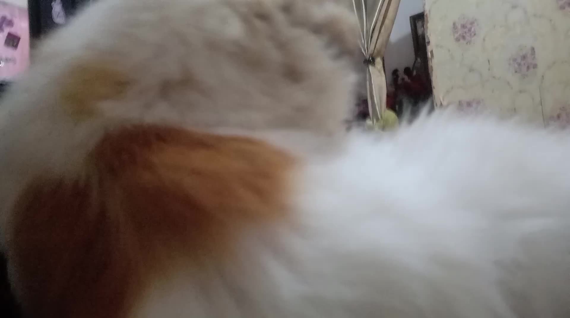 #cat #betina ? Cipung 