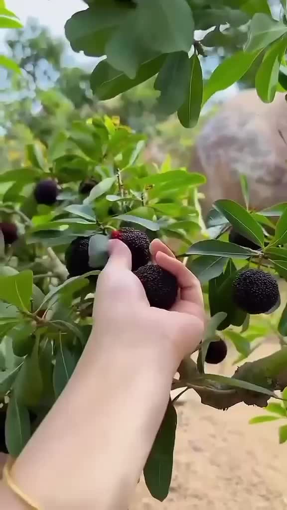 berkebun itu seru  #berkebun  #berkebundihalaman  #berkebunbuah 