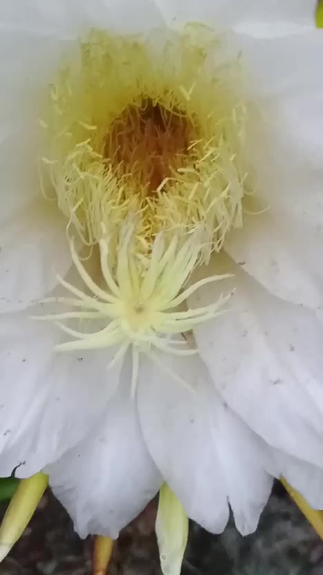 Bunga Buah Naga #harvesting #gardening #panen #bunga #fyp #viral #short #rctiplus #HOTrctiplus #Rigelagency 