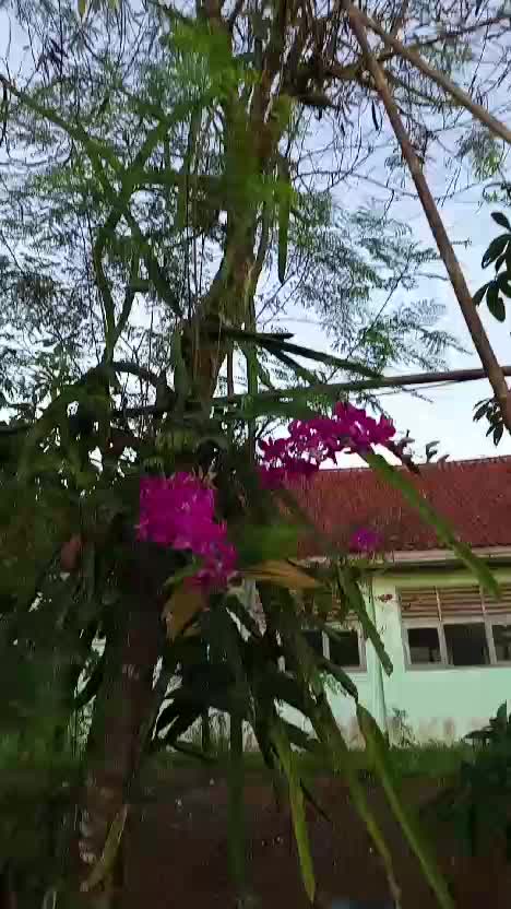 satu pohon 3 tumbuhan. anggrek, Pete, dan buah naga. 