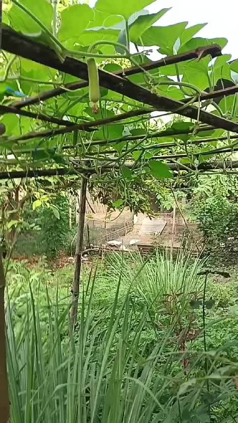Petik hasil kebun lagi. Hanya ditanam di polybag, tp sudh menghasilkan unt mencukupi dapur sendiri 😍

#berkebun
#berkebundirumahaja
#bercoco