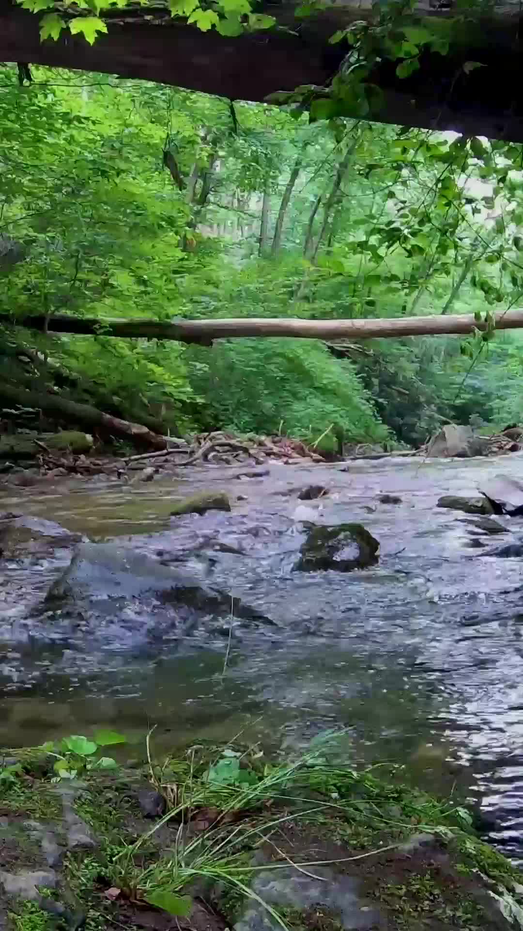 Nature sounds