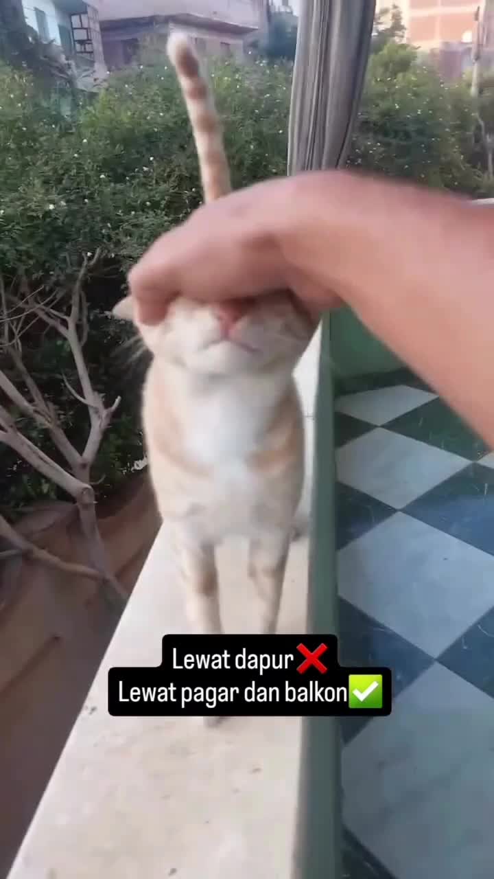 Cepat...
#Fyp #kucing #kucingindonesia #videoviral #videolucu #videongakak #ngakak #lucu #like #dagelan #HOT