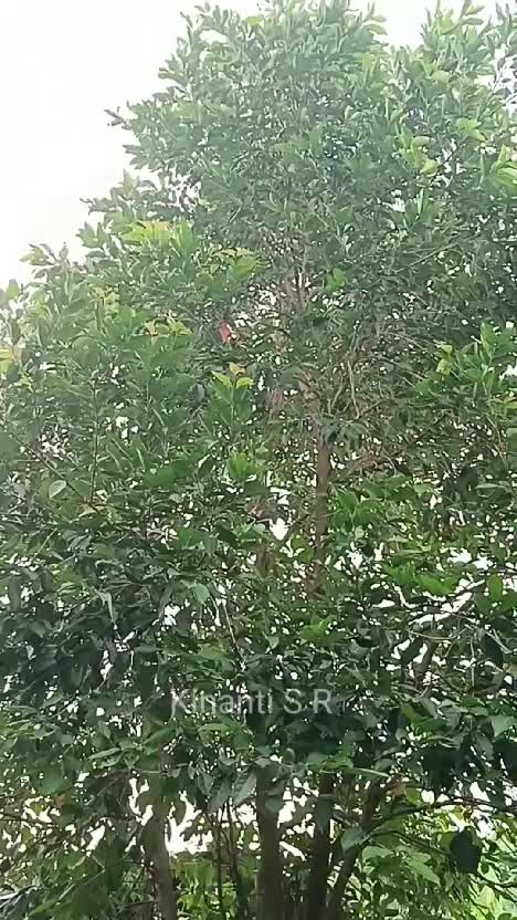 Daun salam berlimpah ruah di kebunku bestie #shortplus #berkebun #hobbyberkebun 