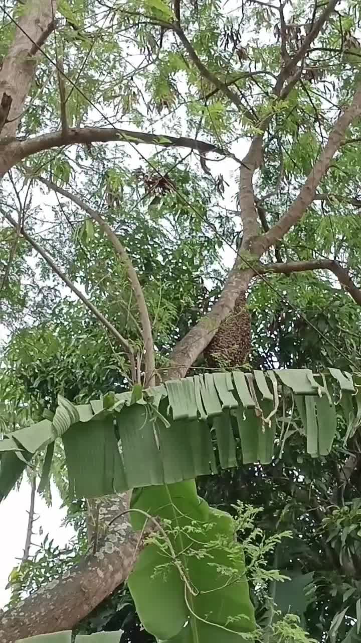 sarang odeng di tengah pemukiman warga
 #Berita Terkini  #RCTIPlus  #HOTrctiplus  #short 