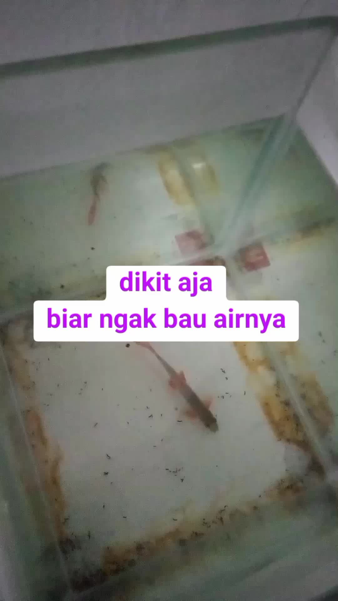 makan yuk ikan  #ikan  #peliharaan