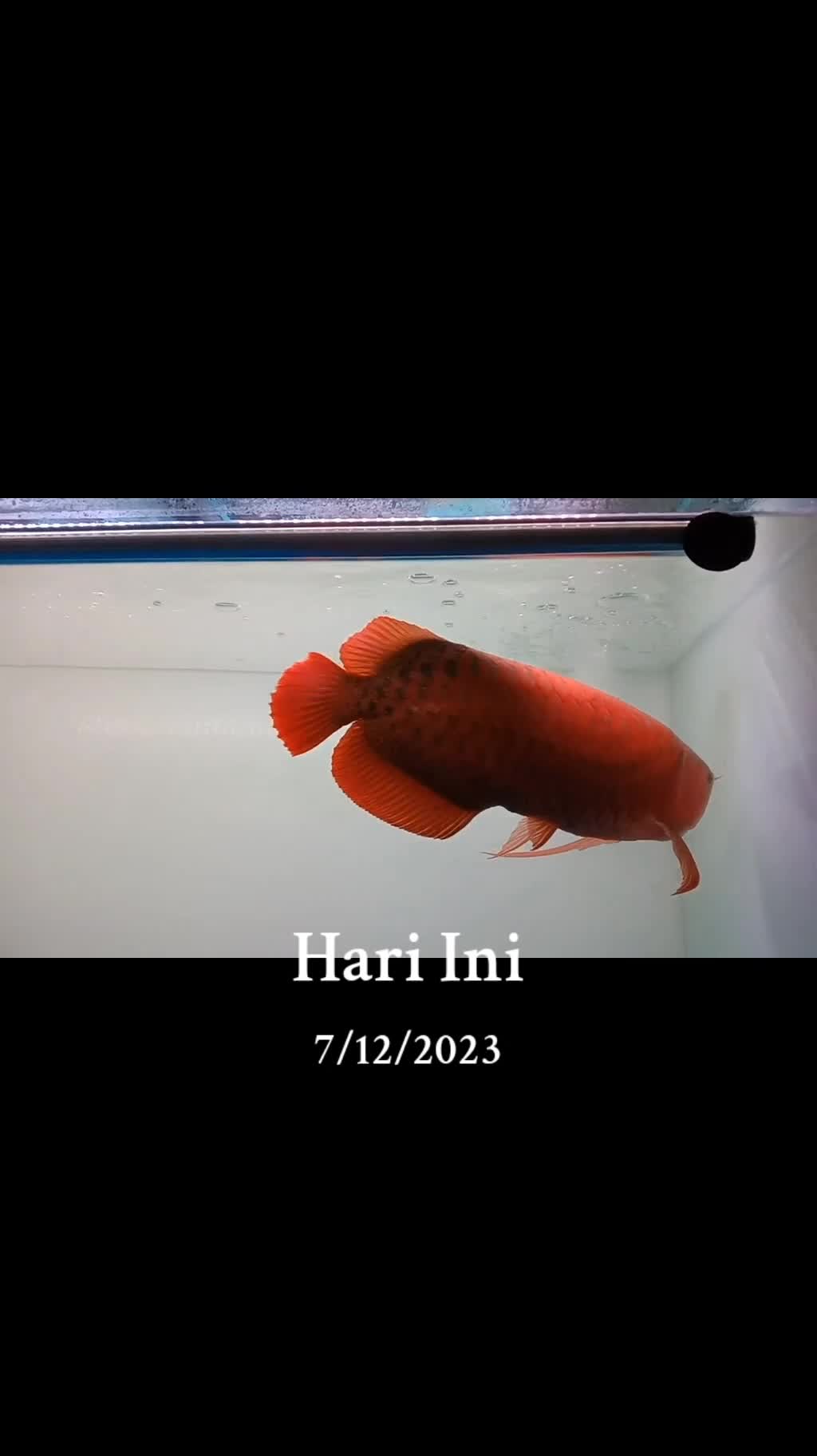 pecinta arwana Indonesia 