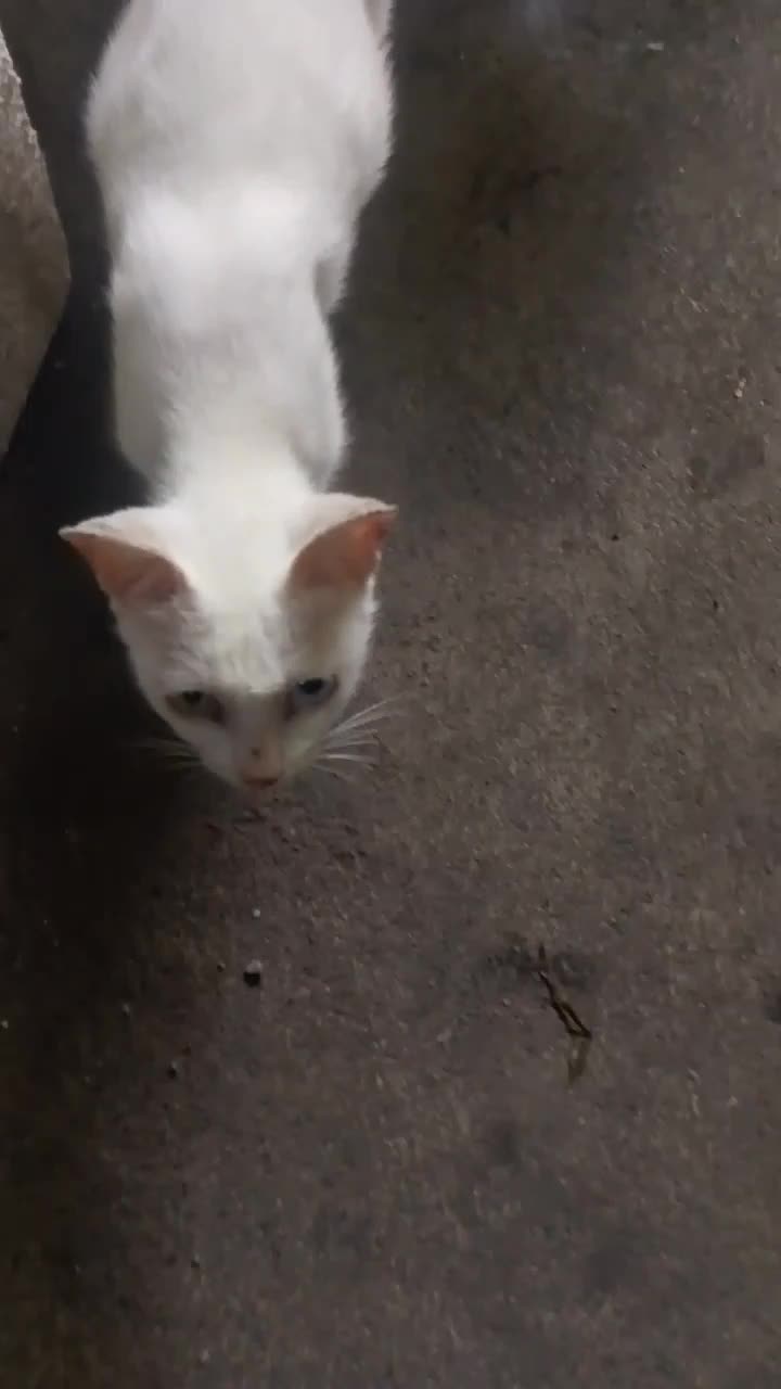 Kucing betina ( Putih ) dan jantan ( putih bercorak hitam 

#hewanpeliharan 
