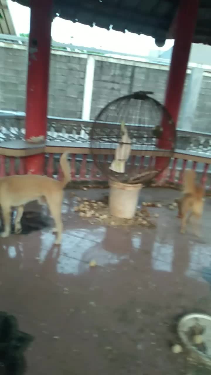 My hounds Micky(male) & Michan(female)