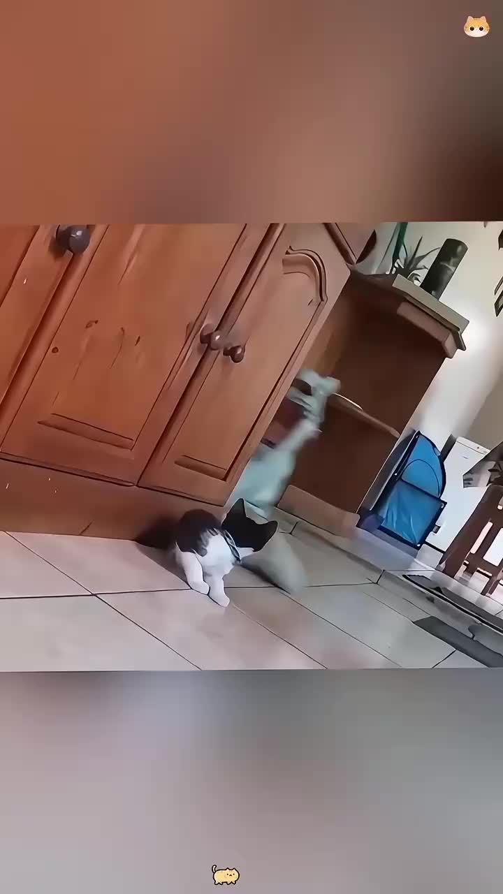  #fyp#funnycat #funnyvideo 