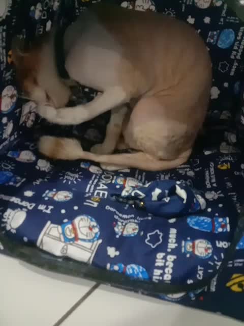 axio 🐈🐈🤗 
#Kucing 
#lagujawa
#kangen 