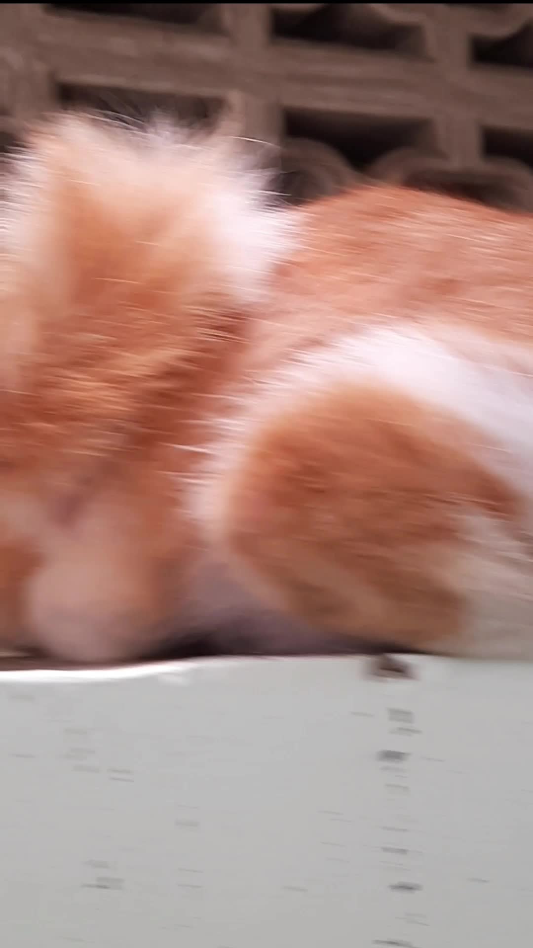 Anak Kucing Lagi Ngantuk