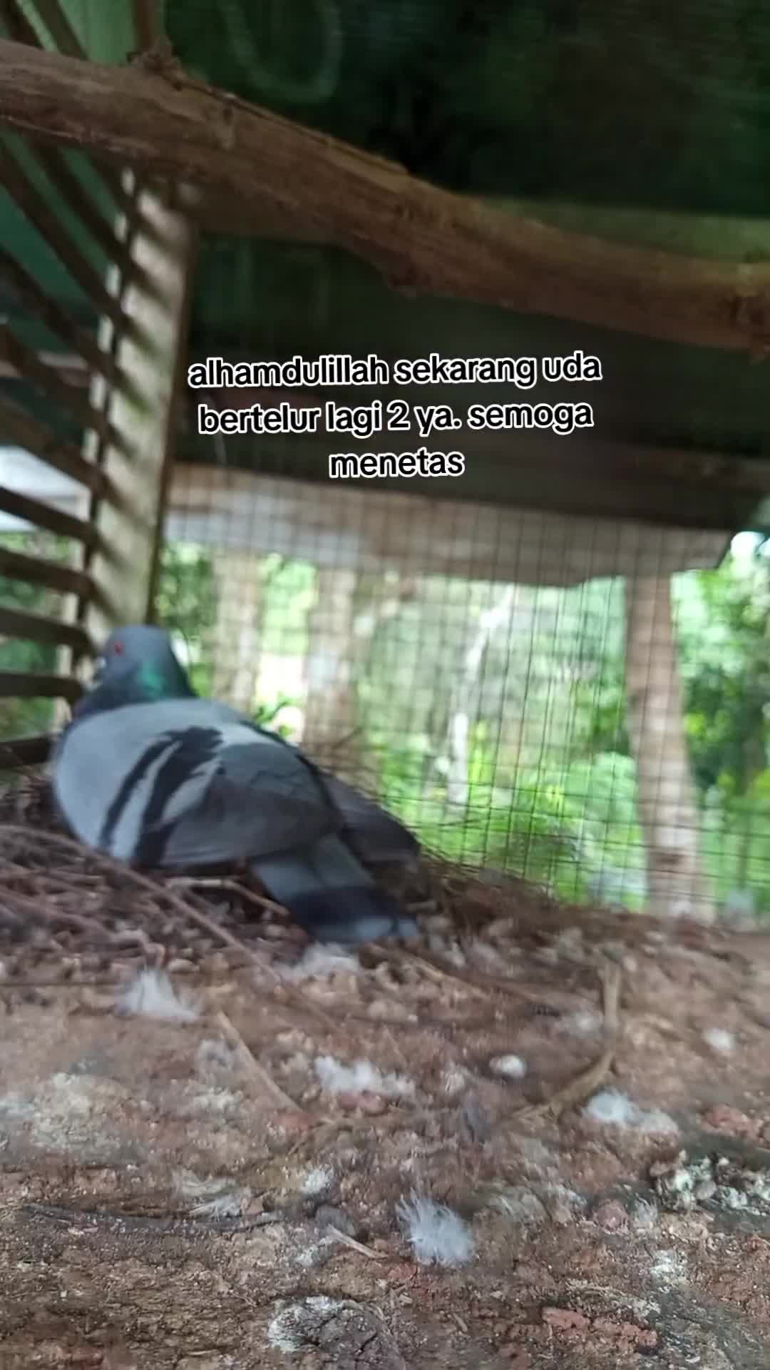 bertelur lagi#fyp 