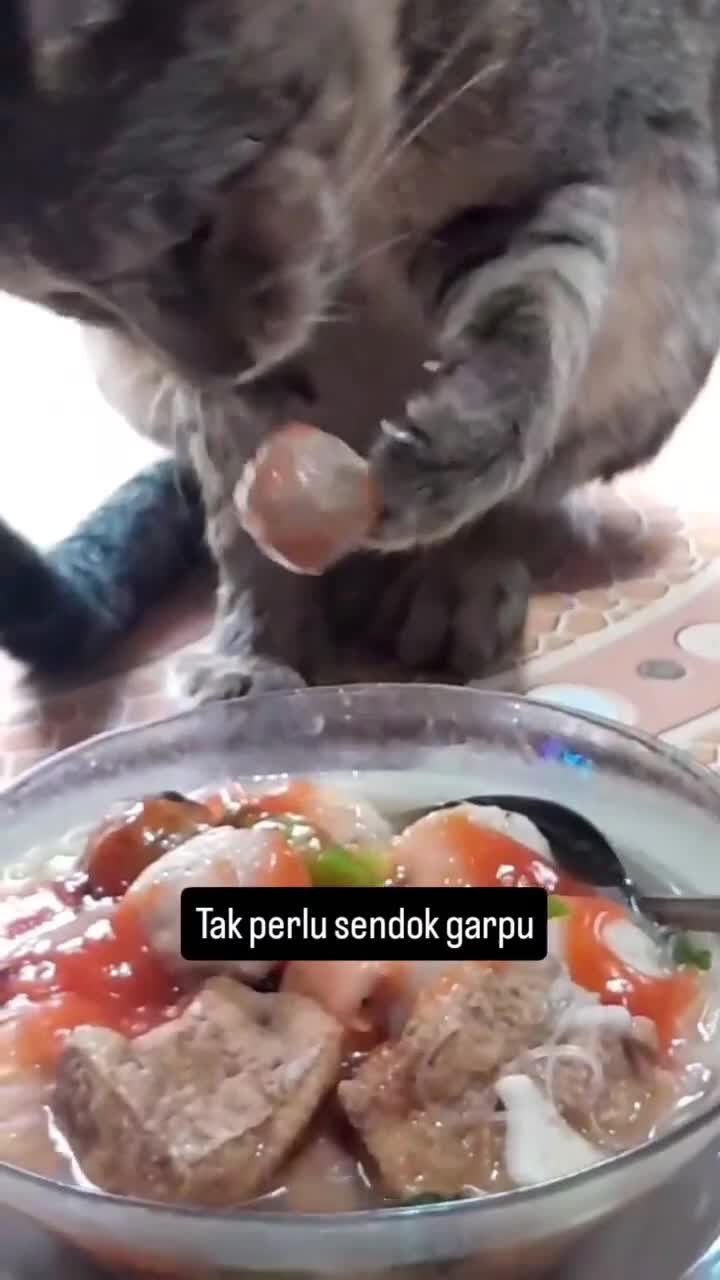 Icip Makanan Babu
#Fyp #kucing #kucingindonesia #videoviral #videolucu #videongakak #ngakak #lucu #like #dagelan #HOT