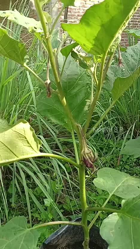 Tanaman apa saja yg tumbuh di kebun halaman rumah? #Berkebun #shortplus #suasanapedesaan 