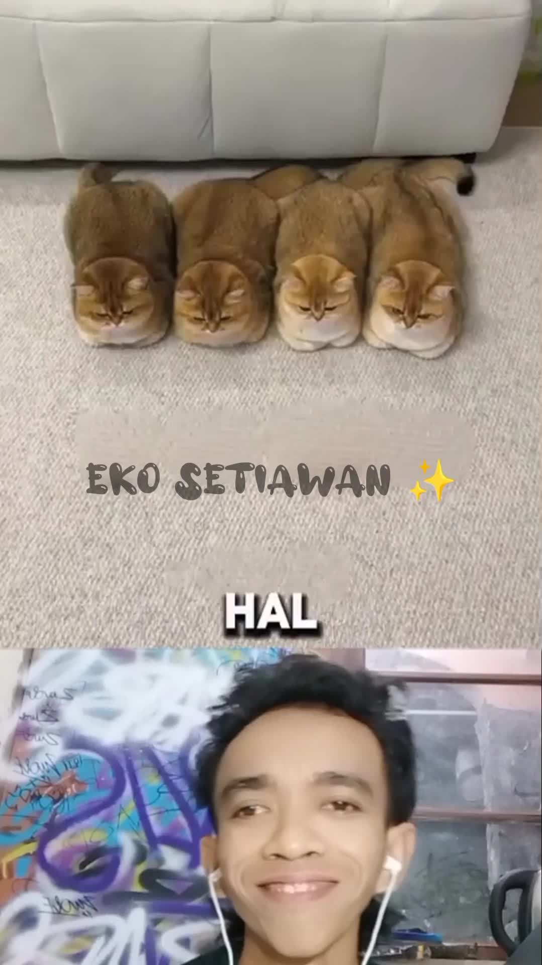 kucing kucing ini memakai sepatu dari mangga ??