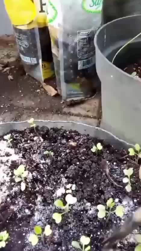 Kapur Dolomit untuk tanaman