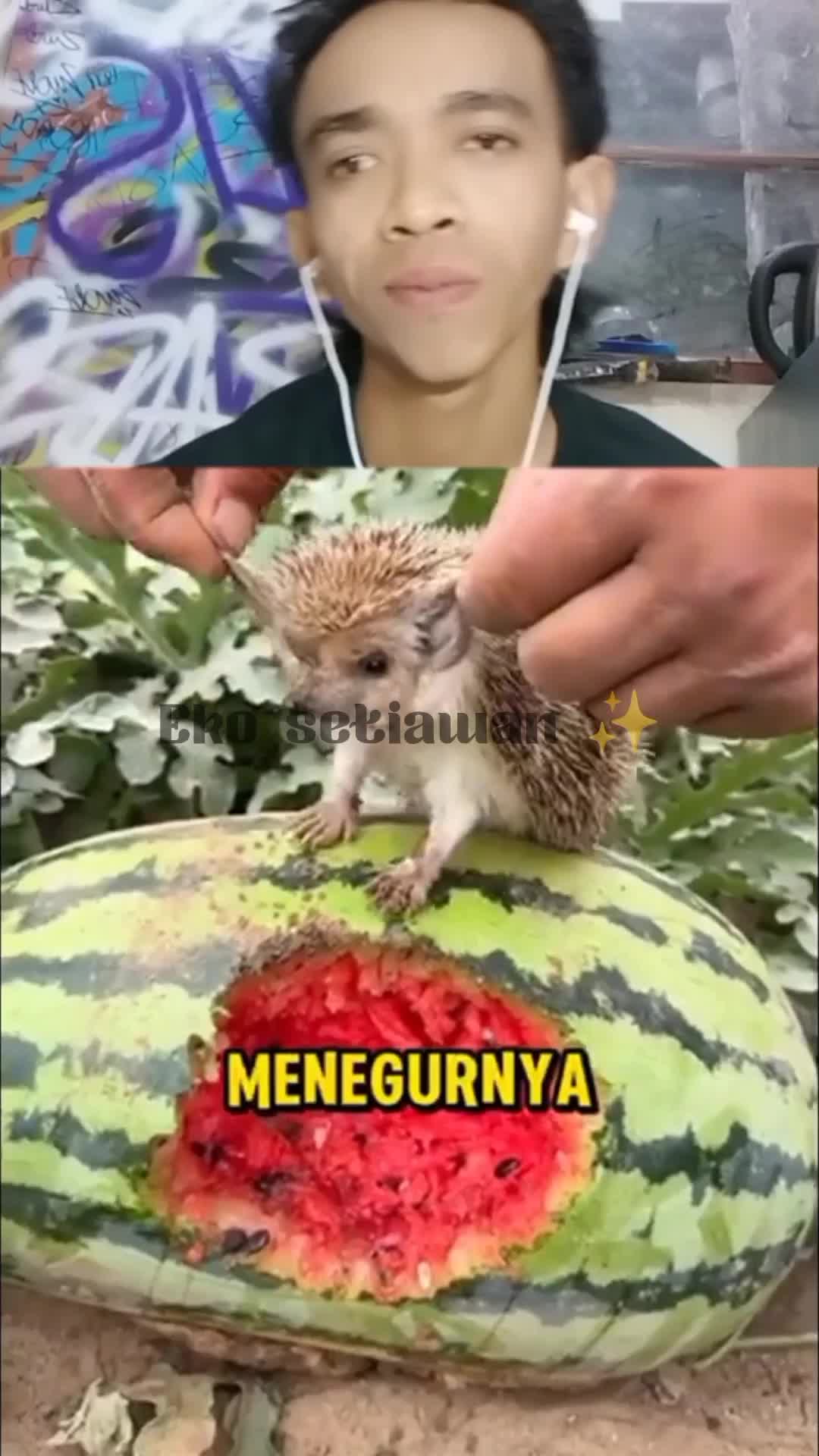 wanita ini melihat landak kecil yang lagi mencuri buah semangka? #clippers #duett #reactiont #HOTrctiplus #HOTrctiplus 