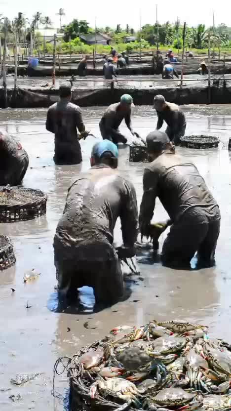 panen kepiting bakau