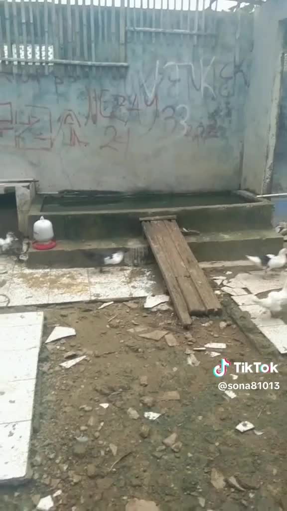 Adrian lagi kasih makan bebek #rcri+ 