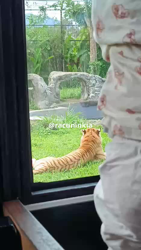 Edukasi harimau di Zoo lembang bandung🐯
#zoo #lembang #bandung 