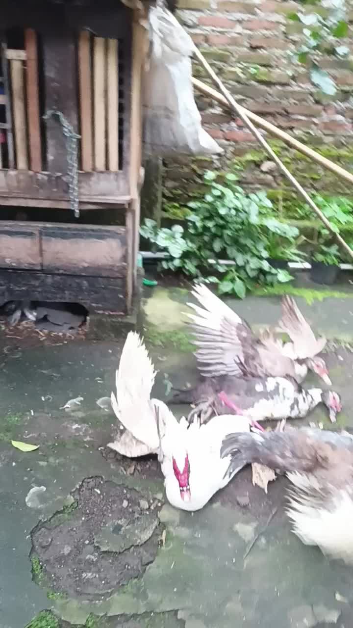 masak masak gaes  #tahunbaru  #short  #HOTrctiplus  #RCTIPlus 